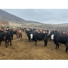 Image 5 : John & Kate Anderson - 930# March/April Delivery Steers - 65 Head (Ashcroft, BC)
