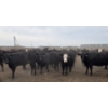 Image 2 : Ripple Rock Ranch - 975# July Delivery Heifers - 126 Head (Fincastle, AB)