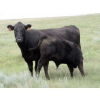 Image 9 : Rommens Farm Ltd. - 590# October Delivery Steer Calves - 90 Head (Brooks, AB)