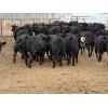 Image 12 : Peake Livestock Inc. - 750# April Delivery Heifers - 80 Head (Roblin, MB)