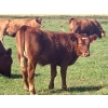 Image 10 : Mullen Land & Cattle Co. - 550# September Delivery Heifer Calves - 112 Head (Peers, AB)