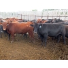 Image 2 : Taylor Enterprises Inc. - 960# Aug/Sept Grass Steers - 189 Head (Wawota, SK)