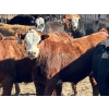 Image 3 : Caseley Farms - 785# May Delivery Steers - 70 Head (Coronation, AB)
