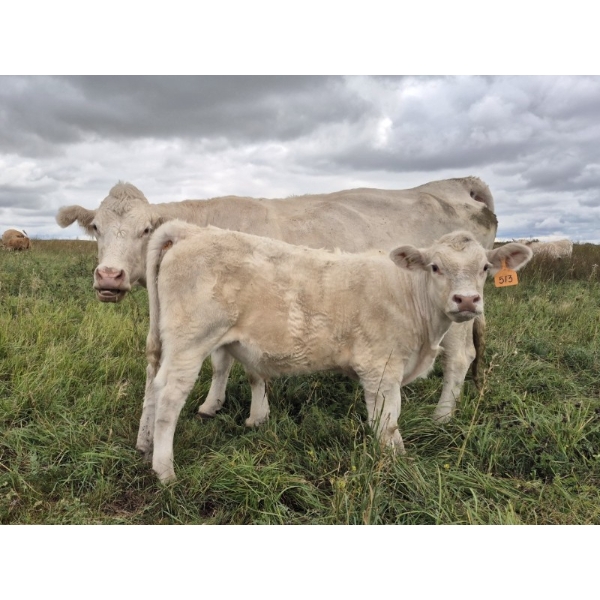 Malarky Farms - 25 Char/Char X Cow/Calf Pairs (Newdale, MB)