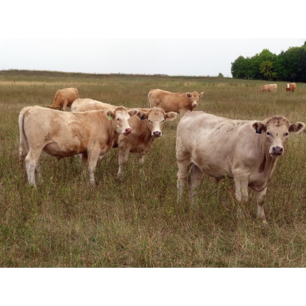 Gate Way Ranch - 1025# September Delivery Grass Steers - 180 Head (Elkhorn, MB)
