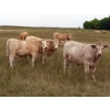 Image 1 : Gate Way Ranch - 1025# September Delivery Grass Steers - 180 Head (Elkhorn, MB)