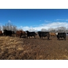 Image 17 : Chris Bartel - 1025# May Delivery Steers - 60 Head (Fort Vermilion, AB)