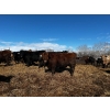 Image 13 : Chris Bartel - 1025# May Delivery Steers - 60 Head (Fort Vermilion, AB)