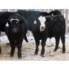 Image 5 : Raymore Farming Co. - 519# December Weaned Steers - 64 Head (Raymore, SK)