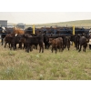 Image 3 : Rush Lake Ranch - 570# October Delivery Steer Calves - 85 Head (Vale, AB)