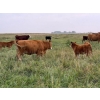 Image 22 : Malarky Farms - 35 Red/Red X Cow/Calf Pairs (Newdale, MB)