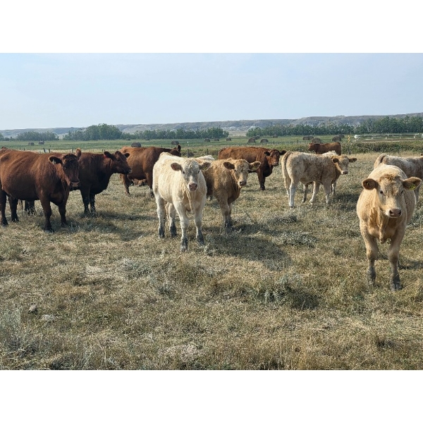 Louis & Jan Hermus - 675# November Delivery Steer Calves - 45 Head (Big Valley, AB)
