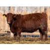 Image 3 : Scott & Gail Sapergia - 15 Red Simm X November Delivery Bred Heifers (Hays, AB)
