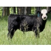 Image 4 : Clarence Koots - 510# November Delivery Steer Calves - 115 Head (Eckville, AB)