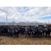 Image 12 : Shay & Sharmon Wilson - 920# March Delivery Steers - 115 Head (Bow Island, AB)