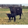 Image 6 : Lemmer Farms - 15 Angus X Mature Pairs (Lyalta, AB)