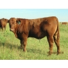 Image 2 : Leonard Lundquist & Andrew Ranching - 650# Steer Calves - 95 Head (Rolling Hills, AB)