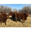 Image 4 : X Bar X Cattle Co. Ltd. - 842# Feb/March Delivery Steers - 143 Head (Lomond, AB)