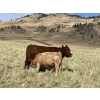 Image 5 : Einar & Judy & Logan & Emily Nelson - 630# October Delivery Steer Calves - 100 Head (Maycroft, AB)