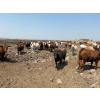 Image 3 : Wiens Family Farm Inc. - 1000# June Delivery Heifers - 119 Head (Lomond, AB)
