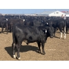 Image 2 : DL Feedlot - 680# June/July Delivery Steers - 200 Head (Fort Macleod, AB)