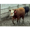 Image 5 : Birch Island Land & Cattle - 950# June/July Delivery Heifers - 63 Head (Rhein, SK)