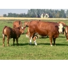 Image 9 : Mullen Land & Cattle Co. - 550# September Delivery Heifer Calves - 112 Head (Peers, AB)