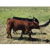 Image 12 : Wunder Farms - 550# October Delivery Steer Calves - 50 Head (Foam Lake, SK)