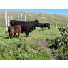Image 4 : Rodney & Lee Perrin - 550# October Delivery Steer Calves - 75 Head (Maple Creek, SK)