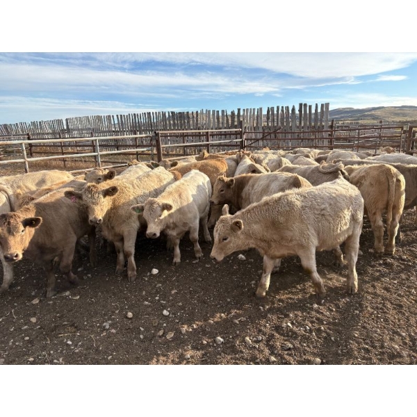 Lowe Ranches - 726# October Delivery Steer Calves - 77 Head (Nanton, AB)