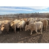 Image 1 : Lowe Ranches - 726# October Delivery Steer Calves - 77 Head (Nanton, AB)