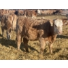 Image 5 : Stankievech Ranches - 690# January Delivery Heifers - 80 Head (Trochu, AB)