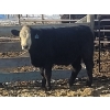Image 4 : Jeff MacMillan - 840# March/April Delivery Steers - 70 Head (Marquette, MB)