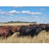 Image 7 : Spring Creek Colony - 890# September Delivery Grass Heifers - 120 Head (Central Butte, SK)
