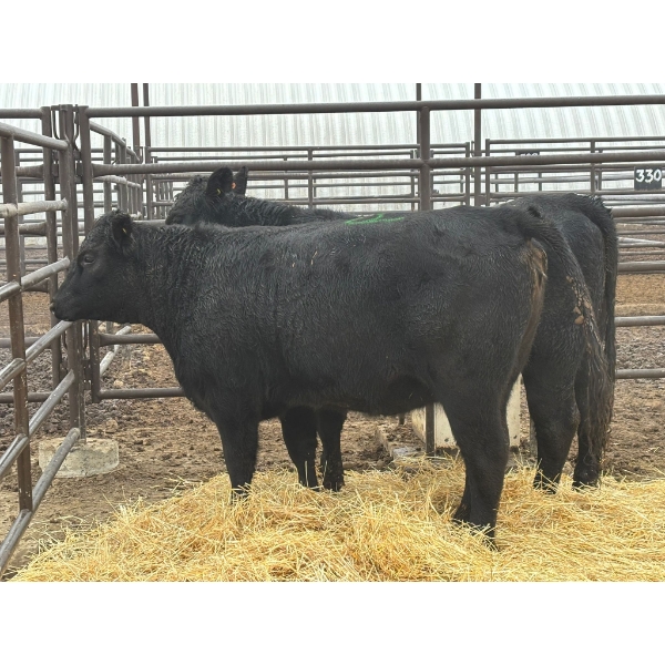 Lane Boisjoli - 3 Heifers (Pen 429)