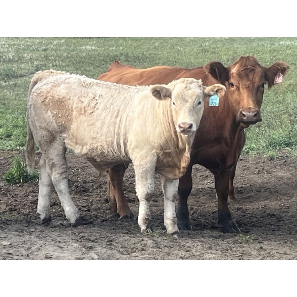ClarByrn Farms - 670# November Delivery Steer Calves - 80 Head (Sibbald, AB)