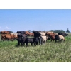 Image 13 : Wunder Farms - 550# October Delivery Steer Calves - 50 Head (Foam Lake, SK)