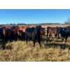Image 9 : Stellar Farms - 700# November Steer Calves - 172 Head (Moosehorn, MB) VBP+