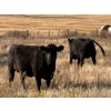 Image 3 : Verdant Valley Colony - 12 Black Angus/Simm X Feb/March Calving Bred Heifers (Verdant Valley, AB)