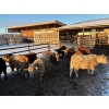 Image 5 : Lowe Ranches - 627# January Weaned Steers - 151 Head (Nanton, AB)