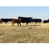 Image 5 : Dar-Lin Ranching - 460# November Delivery Steer Calves - 110 Head (Big Stone, AB)