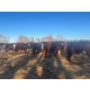 Image 2 : Chris Bartel - 900# March Delivery Steers - 66 Head (Fort Vermilion, AB)