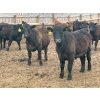 Image 4 : K6 Farms - 770# June Delivery Steers - 145 Head (Linden, AB)