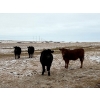 Image 7 : Francis Dyck - 630# February Delivery Heifers - 73 Head (Swift Current, SK)