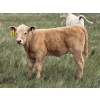 Image 5 : Saddleridge Farming - 640# November Delivery Steers - 100 Head (Rosemary, AB)