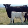 Image 10 : GW Murray Ranches - 515# October Delivery Steer Calves - 115 Head (Tompkins, SK)