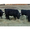 Image 3 : Delko & Sons & Lazy H Ranch - 10 Black Angus X February/March Calving Bred Heifers (Entwistle, AB)