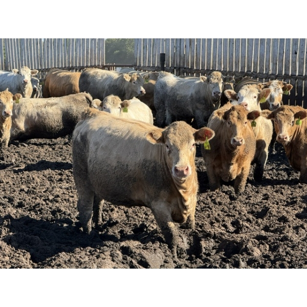 Chipping Hill Cattle Co. - 1075# October Delivery Heifers - 56 Head (MacGregor, MB)