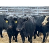Image 3 : Crooked Creek Farms - 17 Black 4th Calvers (Pen 422)