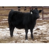Image 6 : Martin DeVos - 725# March/April Delivery Heifers - 69 Head (Fork River, MB)